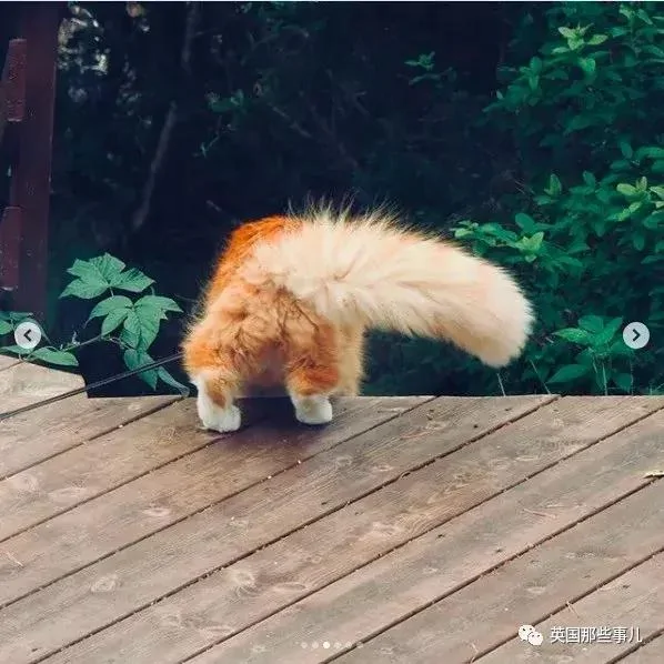 一只小奶橘长成了小松鼠!最爱运动的橘猫!