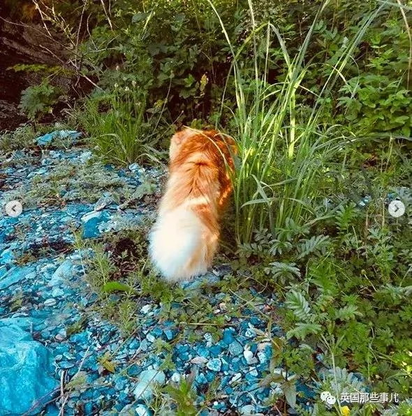 一只小奶橘长成了小松鼠!最爱运动的橘猫!