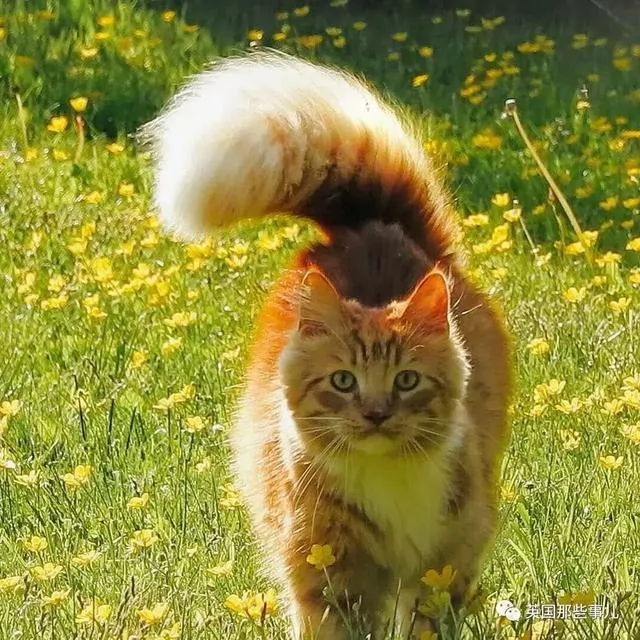 一只小奶橘长成了小松鼠!最爱运动的橘猫!