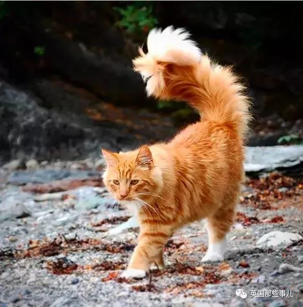一只小奶橘长成了小松鼠!最爱运动的橘猫!