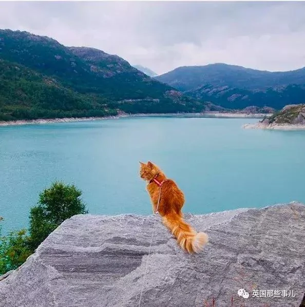 一只小奶橘长成了小松鼠!最爱运动的橘猫!