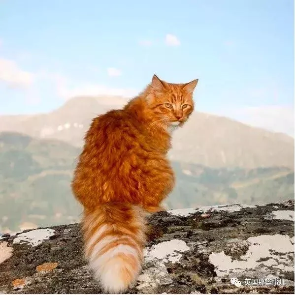一只小奶橘长成了小松鼠!最爱运动的橘猫!