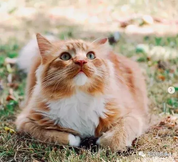 一只小奶橘长成了小松鼠!最爱运动的橘猫!