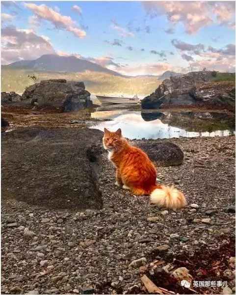 一只小奶橘长成了小松鼠!最爱运动的橘猫!