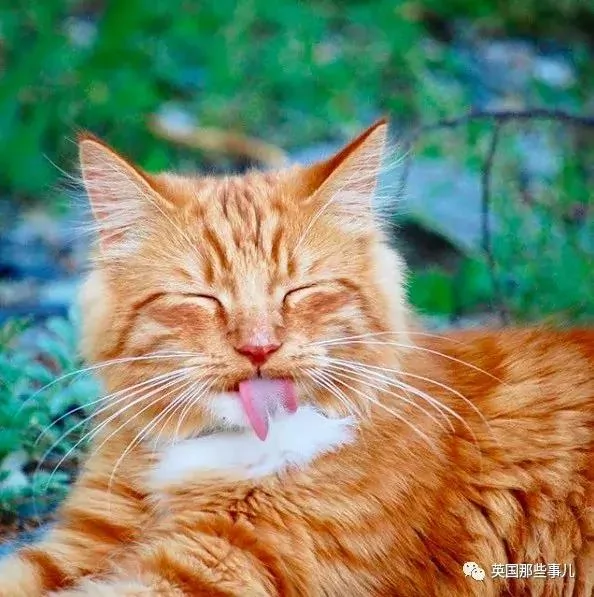 一只小奶橘长成了小松鼠!最爱运动的橘猫!
