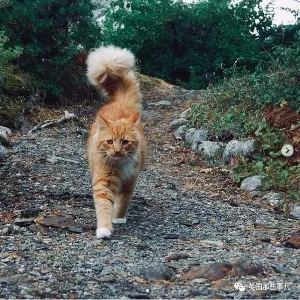 一只小奶橘长成了小松鼠!最爱运动的橘猫!