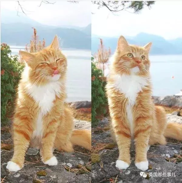 一只小奶橘长成了小松鼠!最爱运动的橘猫!