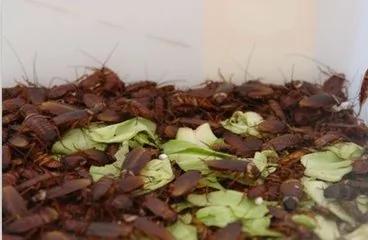 老奶奶只用了一个马铃薯就消灭了一大片蟑螂 这个方法能将蟑螂斩草除根!