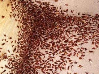 老奶奶只用了一个马铃薯就消灭了一大片蟑螂 这个方法能将蟑螂斩草除根!