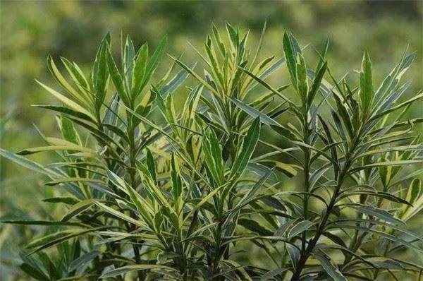 老奶奶只用了一个马铃薯就消灭了一大片蟑螂 这个方法能将蟑螂斩草除根!