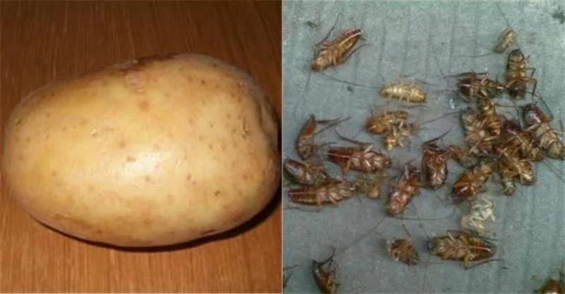 老奶奶只用了一个马铃薯就消灭了一大片蟑螂 这个方法能将蟑螂斩草除根!