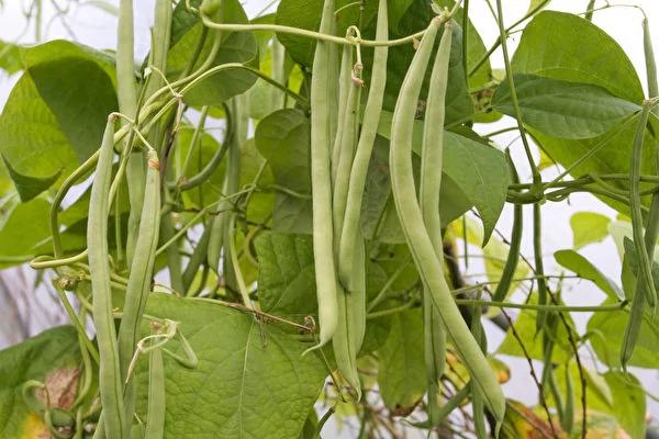 千万别生吃!这4种蔬菜一定要煮熟
