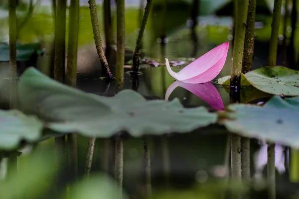 莲藕排毒净五脏!但这群人少碰