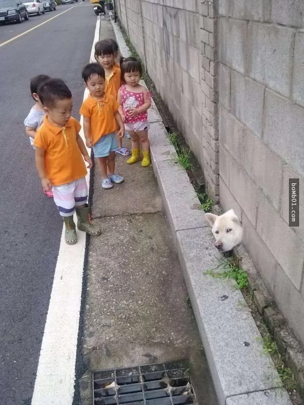 柴犬被困住的滑稽瞬间 真的会笑到不行!