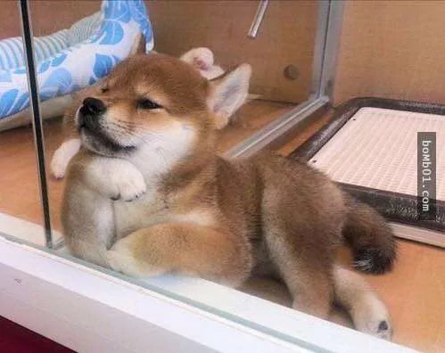 柴犬被困住的滑稽瞬间 真的会笑到不行!