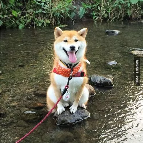 柴犬被困住的滑稽瞬间 真的会笑到不行!