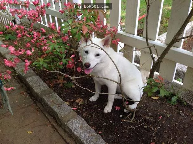 柴犬被困住的滑稽瞬间 真的会笑到不行!