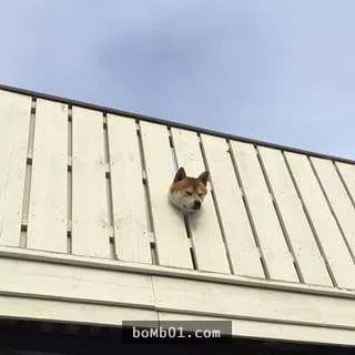 柴犬被困住的滑稽瞬间 真的会笑到不行!