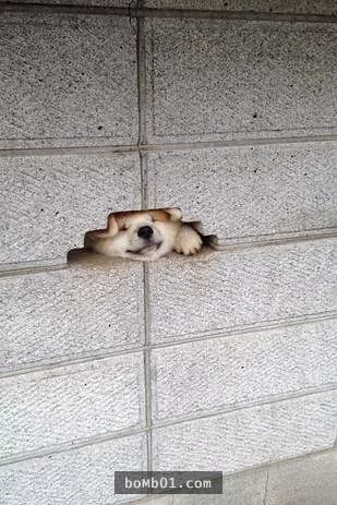 柴犬被困住的滑稽瞬间 真的会笑到不行!