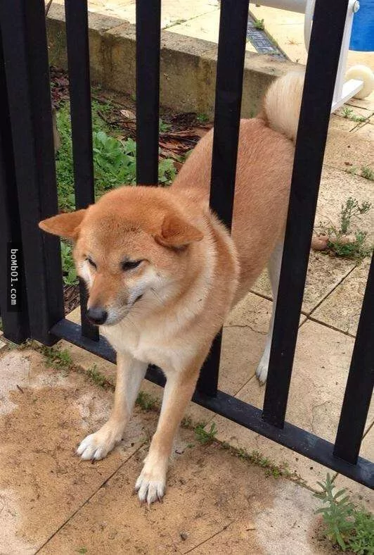 柴犬被困住的滑稽瞬间 真的会笑到不行!