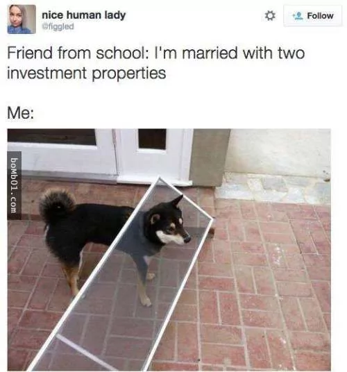 柴犬被困住的滑稽瞬间 真的会笑到不行!