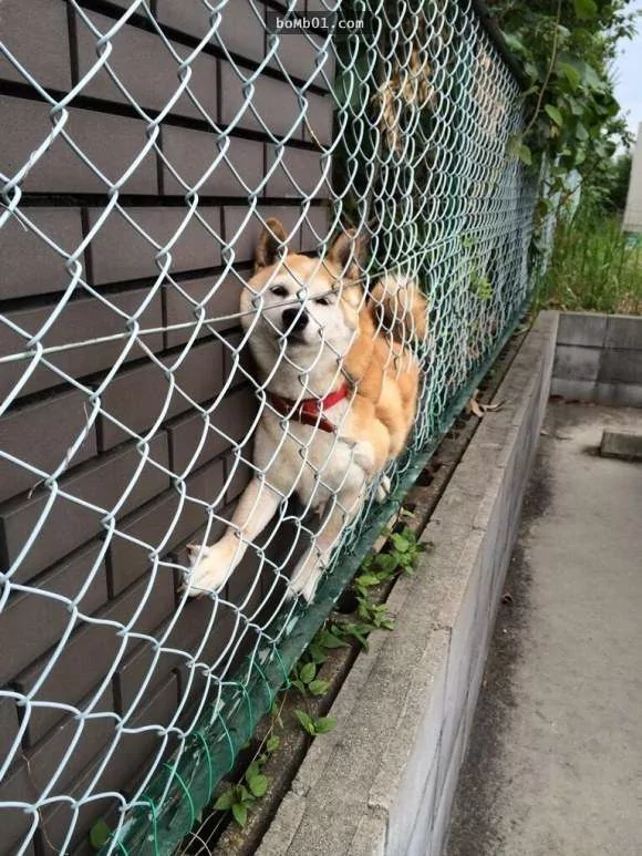 柴犬被困住的滑稽瞬间 真的会笑到不行!