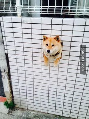 柴犬被困住的滑稽瞬间 真的会笑到不行!