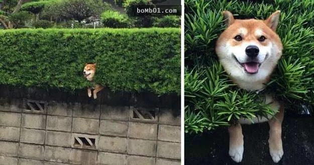 柴犬被困住的滑稽瞬间 真的会笑到不行!