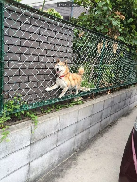 柴犬被困住的滑稽瞬间 真的会笑到不行!