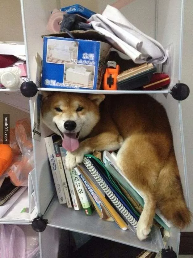 柴犬被困住的滑稽瞬间 真的会笑到不行!