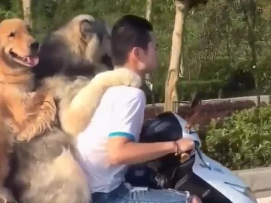 主人骑车带着两只黄金猎犬飞驰 后面那只狗狗的微笑简直是太贱了!