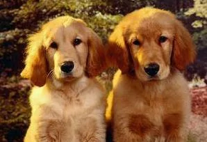 主人骑车带着两只黄金猎犬飞驰 后面那只狗狗的微笑简直是太贱了!