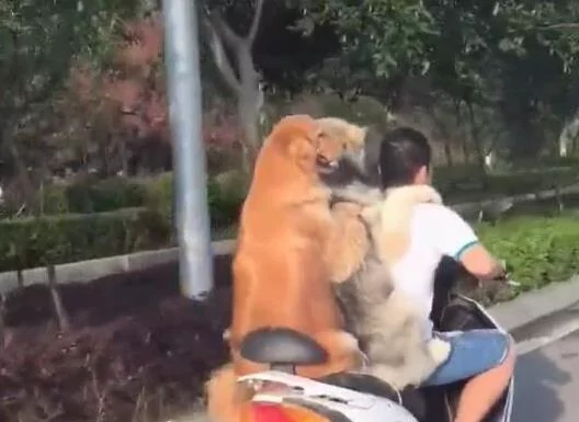 主人骑车带着两只黄金猎犬飞驰 后面那只狗狗的微笑简直是太贱了!
