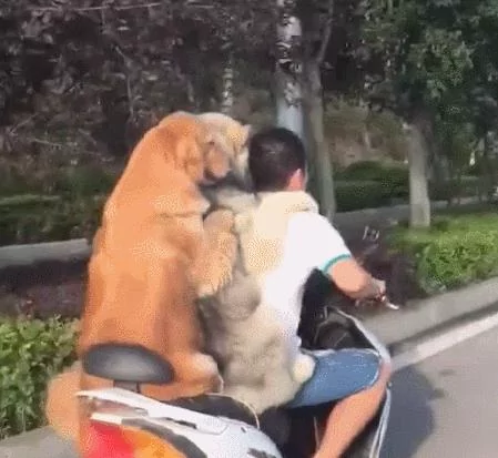主人骑车带着两只黄金猎犬飞驰 后面那只狗狗的微笑简直是太贱了!