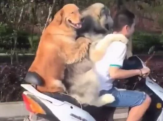 主人骑车带着两只黄金猎犬飞驰 后面那只狗狗的微笑简直是太贱了!