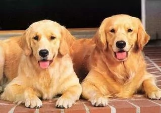 主人骑车带着两只黄金猎犬飞驰 后面那只狗狗的微笑简直是太贱了!