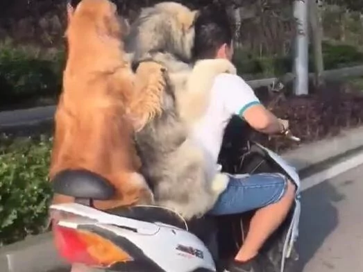 主人骑车带着两只黄金猎犬飞驰 后面那只狗狗的微笑简直是太贱了!