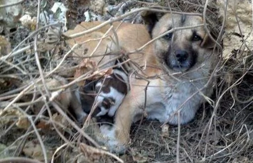 被遗弃的金毛不断向过往路人犬吠 吸引人的注意 好奇跟过去一看潸然泪下!