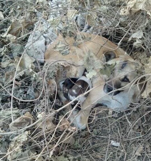被遗弃的金毛不断向过往路人犬吠 吸引人的注意 好奇跟过去一看潸然泪下!