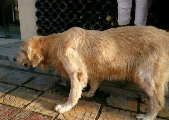 被遗弃的金毛不断向过往路人犬吠 吸引人的注意 好奇跟过去一看潸然泪下!