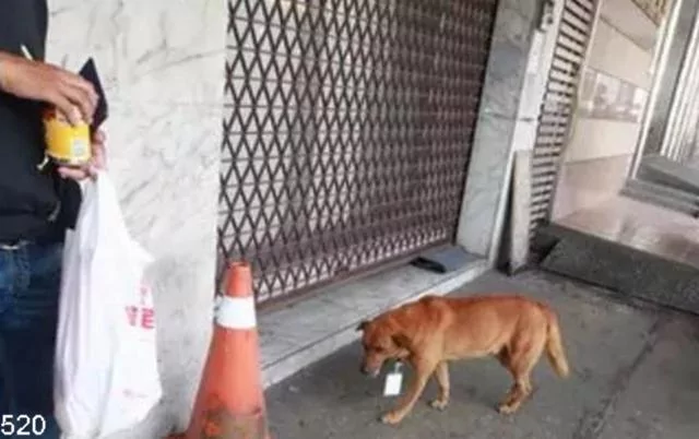 土狗在车站独待十天 脖子上挂的牌子让保安超感动!