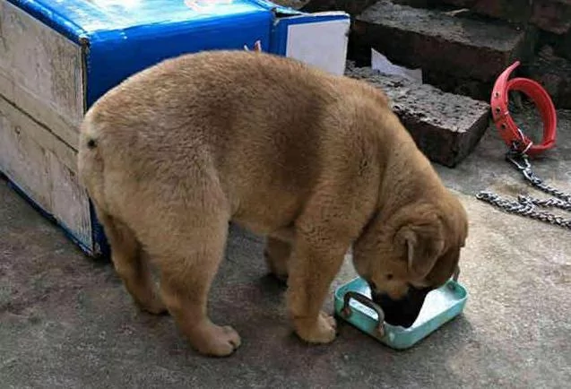 捡回小土狗 爷爷看了一眼尾巴 让我赶紧丢掉!可怜小狗狗了!