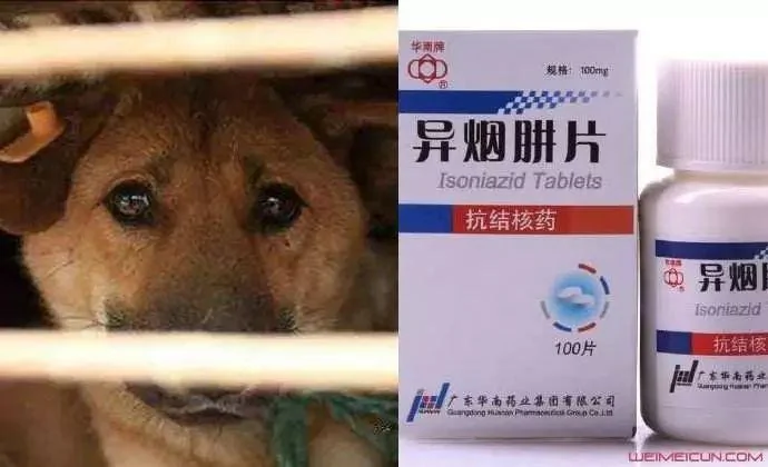 咬我孩子我直接打死!这封致养狗邻居公开信火了!