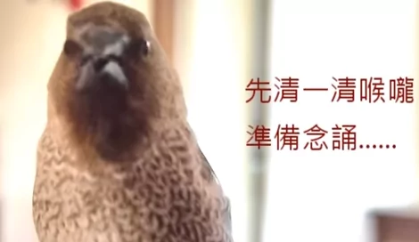 台湾一只小鸟被救后 天天喊阿弥陀佛 非常惊人!