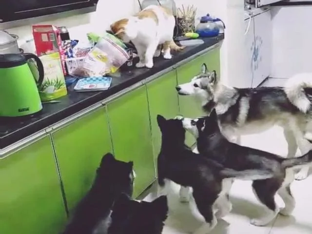 狗狗进厨房想偷吃又不敢 猫咪上前去帮忙 主人看到后气到无奈