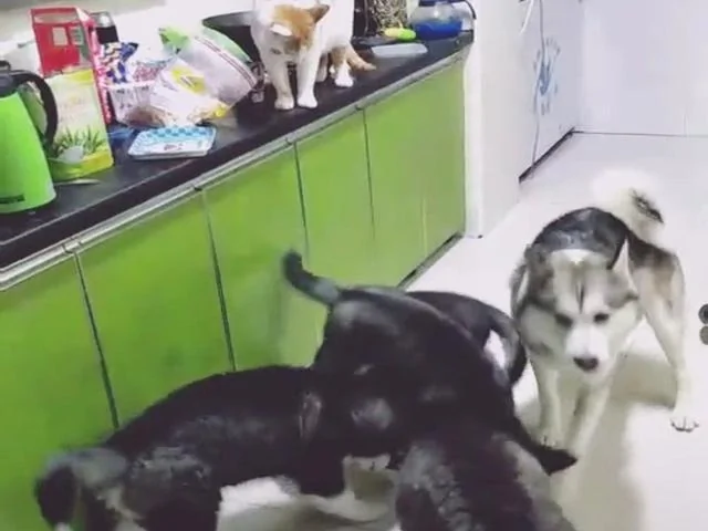 狗狗进厨房想偷吃又不敢 猫咪上前去帮忙 主人看到后气到无奈