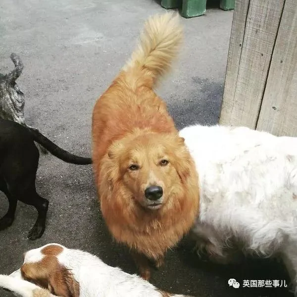 下班太饿不小心把狗子忘在公司…去接它时它的表情…