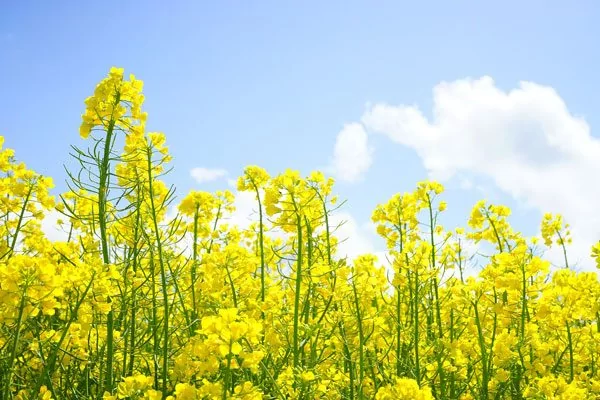 出生的季节 也会暴露你的性格哦!超简单测试 来试试~