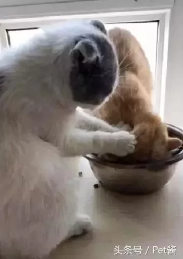 橘猫抢饭吃 结果被同伴恶狠狠地摁进碗里:撑死你个傻肥宅!