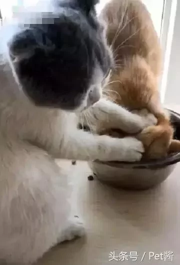 橘猫抢饭吃 结果被同伴恶狠狠地摁进碗里:撑死你个傻肥宅!